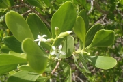 <strong>Lumnitzera racemosa - Ramon, Laurence - 58</strong><br />© Sam Chanel
